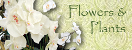 Flowers & Plants