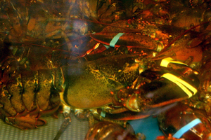 Live Sea Food