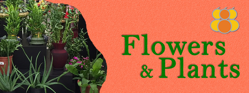 Flowers & Plants